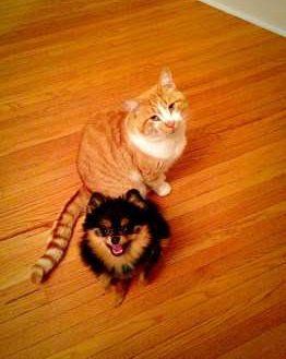 little Pomeranian and big cat